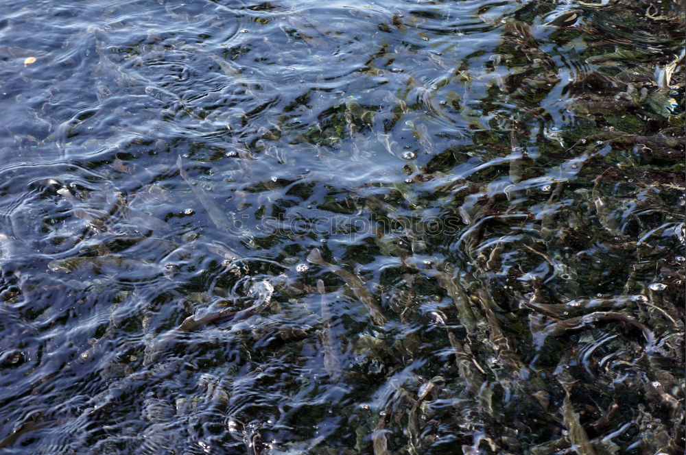 Similar – Foto Bild Ufer Wasser Wellen Küste