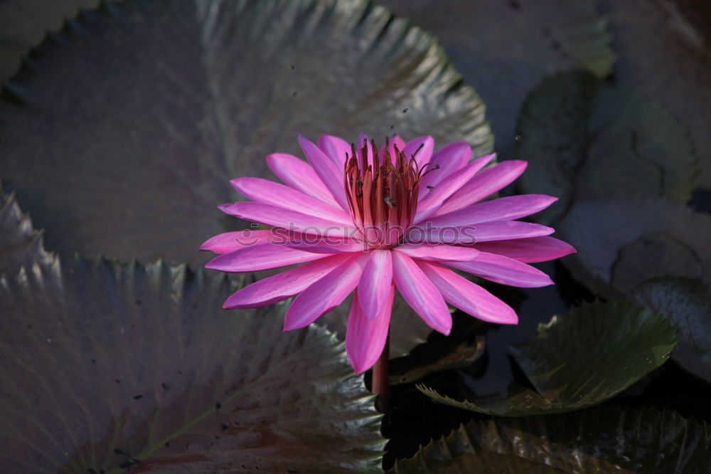 Wild mallow, Malva sylvestris