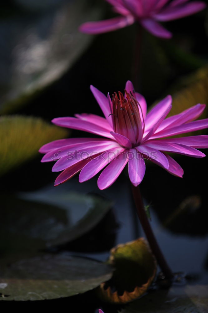 Similar – Image, Stock Photo Purple wildflower