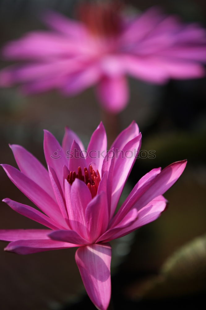 Similar – Foto Bild im licht Blume Blüte Blatt