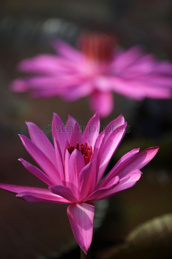 Similar – water lily splendour Water