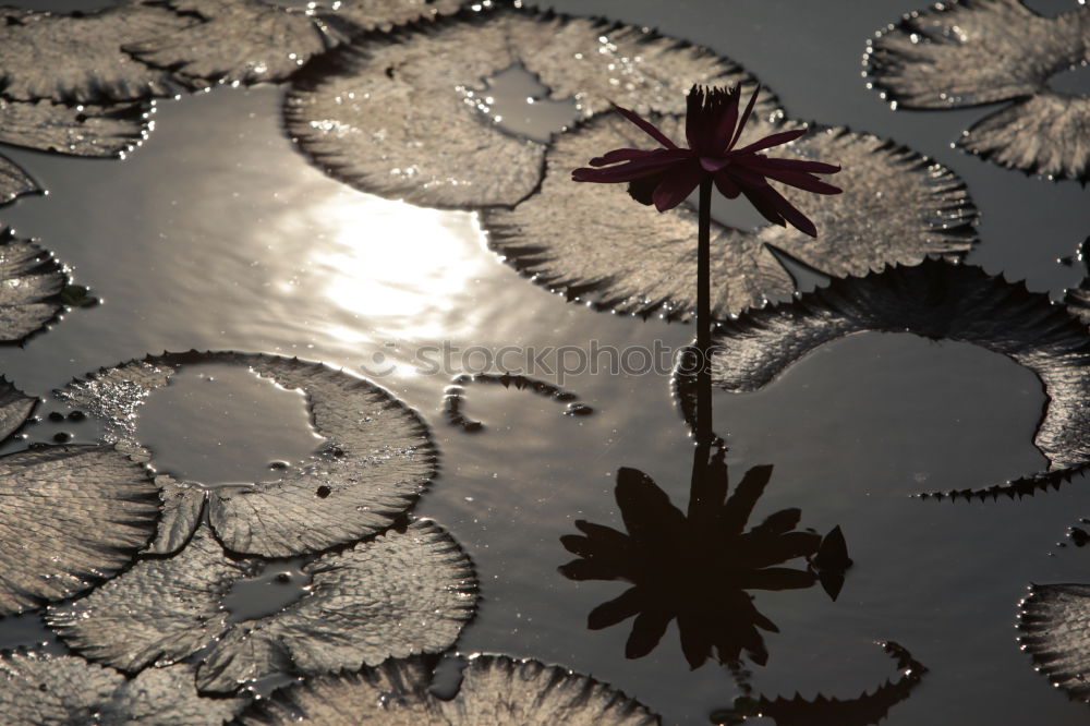 Similar – Image, Stock Photo winter puddle Puddle Grass