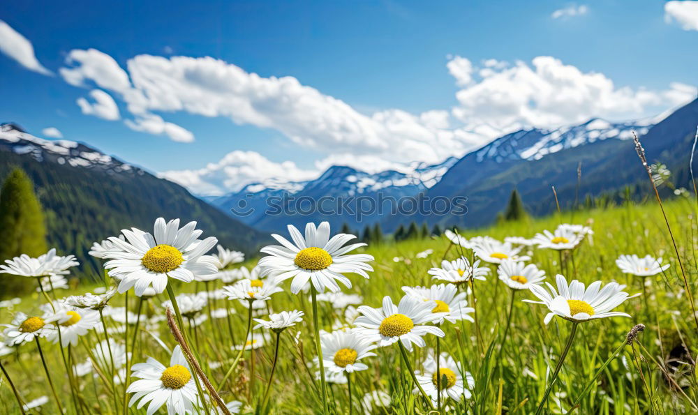 Similar – happy lovers on Holiday in the alps mountains