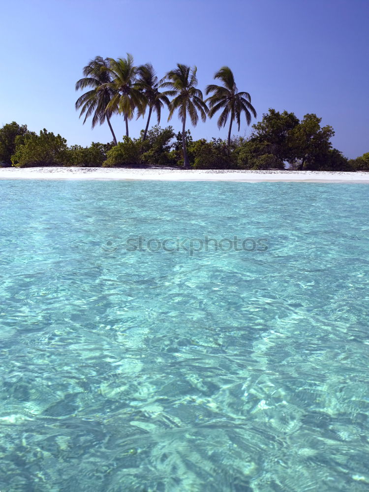 Similar – turquoise Landscape Plant