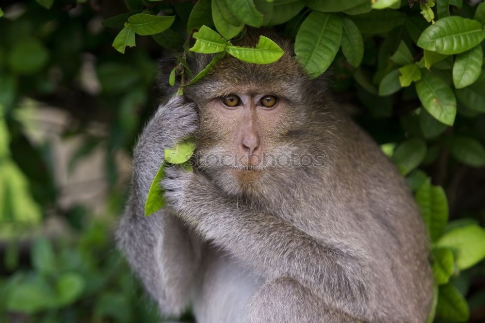 Similar – Image, Stock Photo A Wild Monkey Easts A Banana