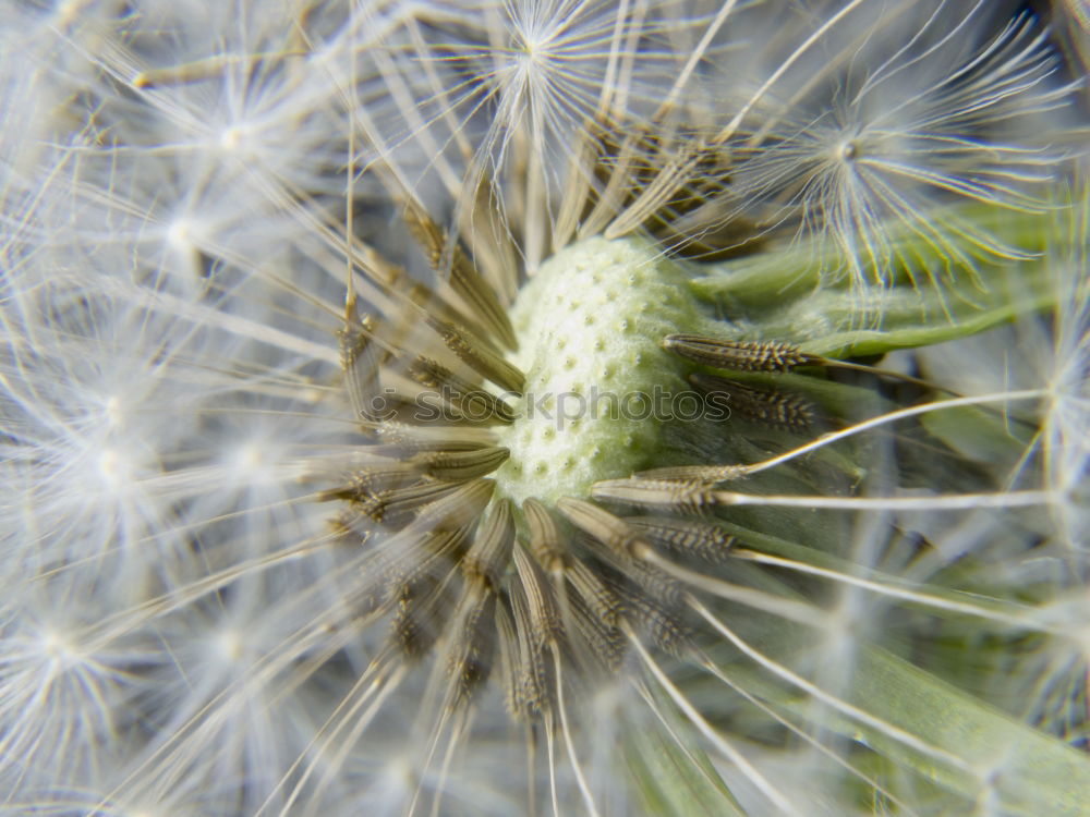 Image, Stock Photo Every detail Dandelion