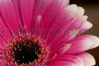 Similar – Image, Stock Photo flower power pink flower