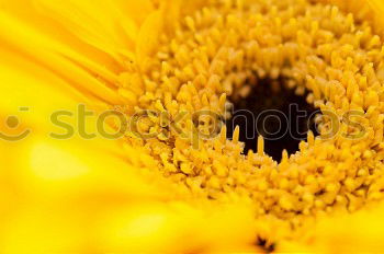 Similar – mesmerizing sun Flower