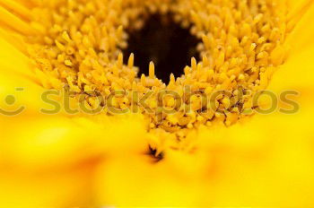 Similar – Image, Stock Photo El centro Yellow Flower