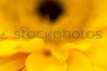 Similar – Image, Stock Photo Gold varnish (Cheiranthus cheiri)