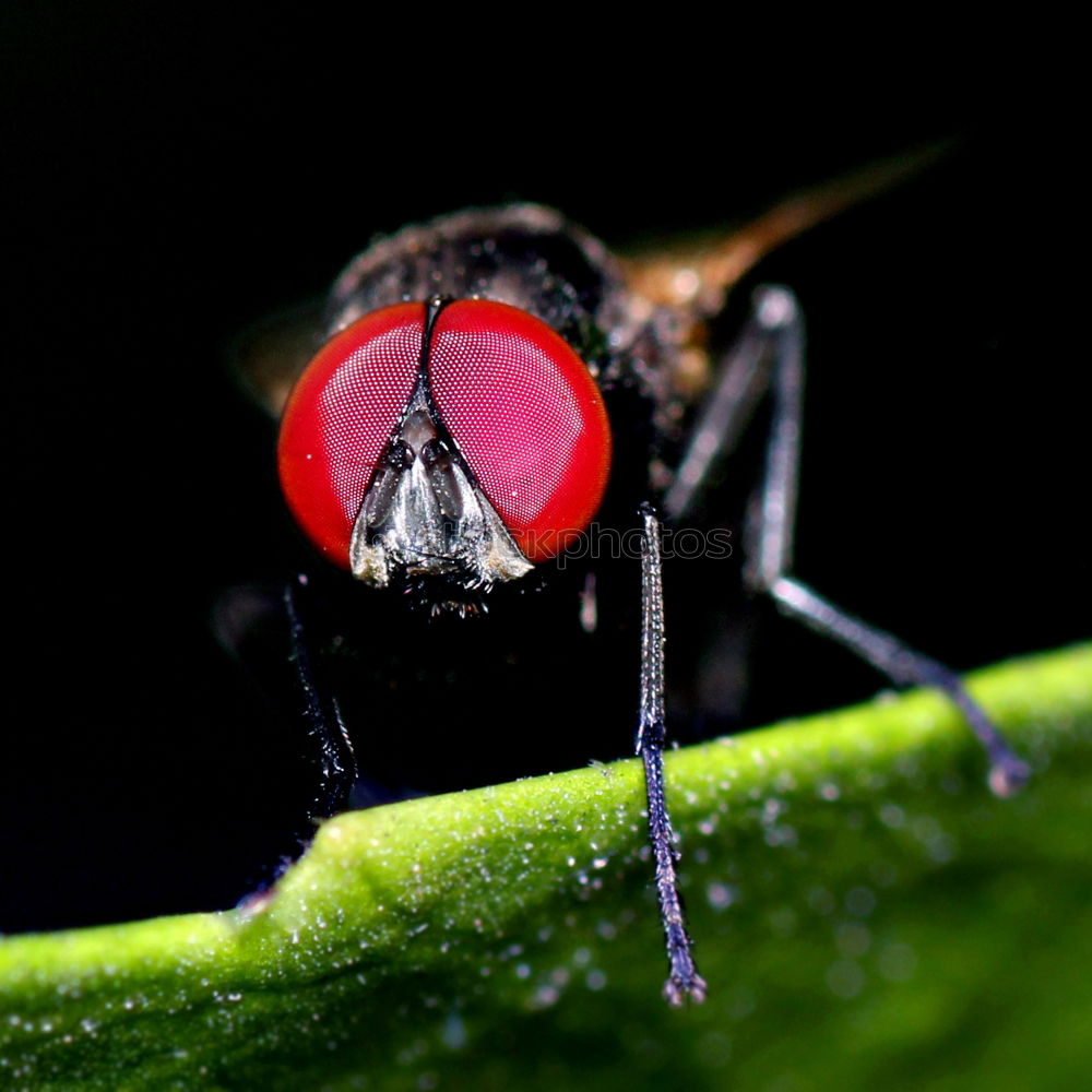 Similar – fly Insect Compound eye