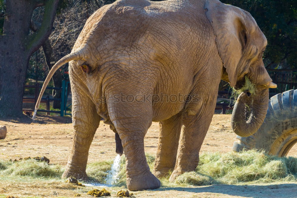 Similar – Foto Bild eli park Zoo Tier Elefant