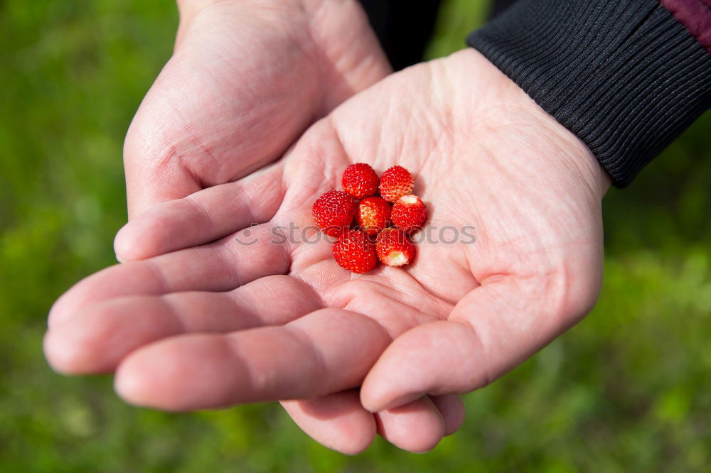 Similar – Picking rosehip Fruit