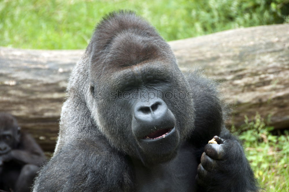 Similar – Image, Stock Photo gorilla Animal Wild animal