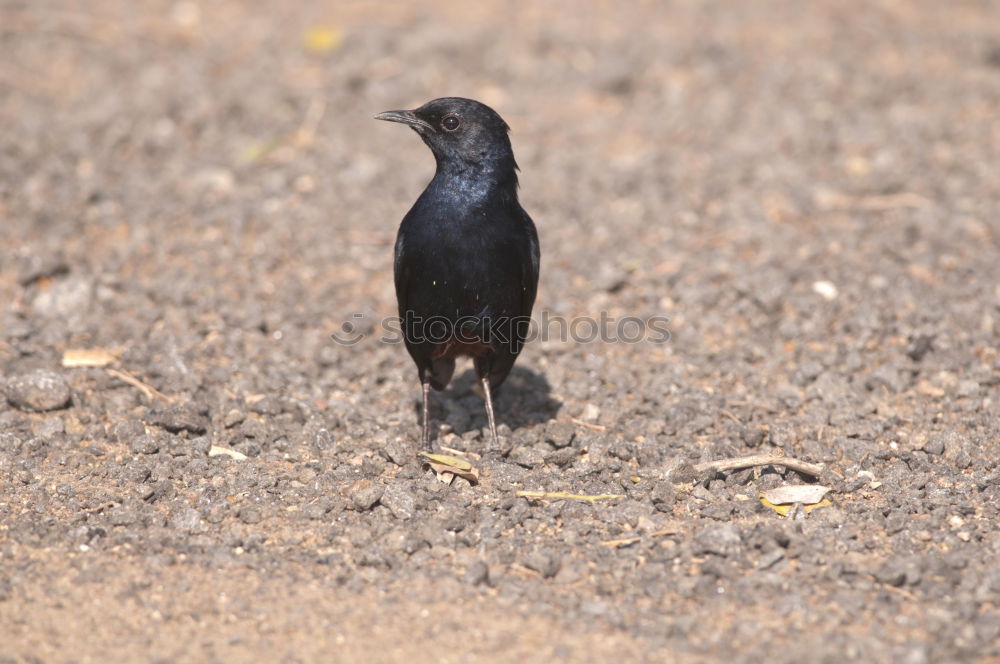 Similar – elster Elster Vogel