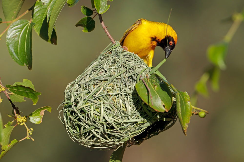 Similar – Image, Stock Photo Yellow weaver bird building a nest