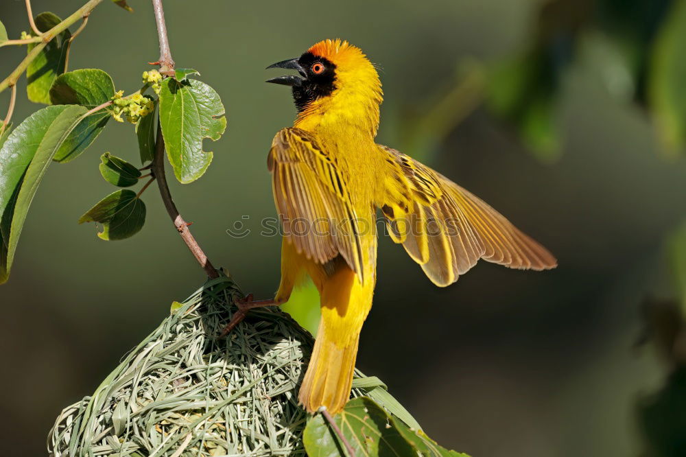 Similar – Image, Stock Photo Yellow weaver bird building a nest