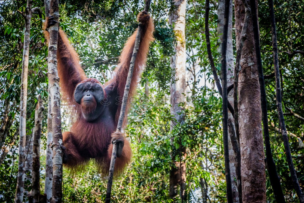 Similar – Image, Stock Photo A magestic male orangutan, hanging in a tree, looks at the lens