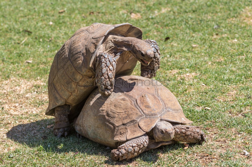 Similar – Schildkröte groß