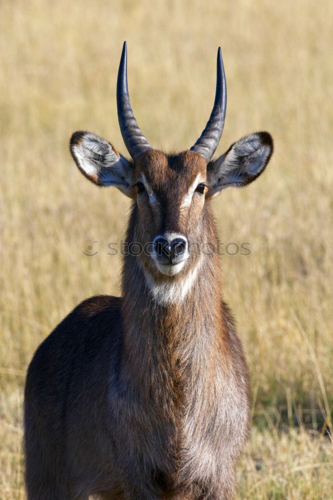 Similar – anmut Natur Tier Park