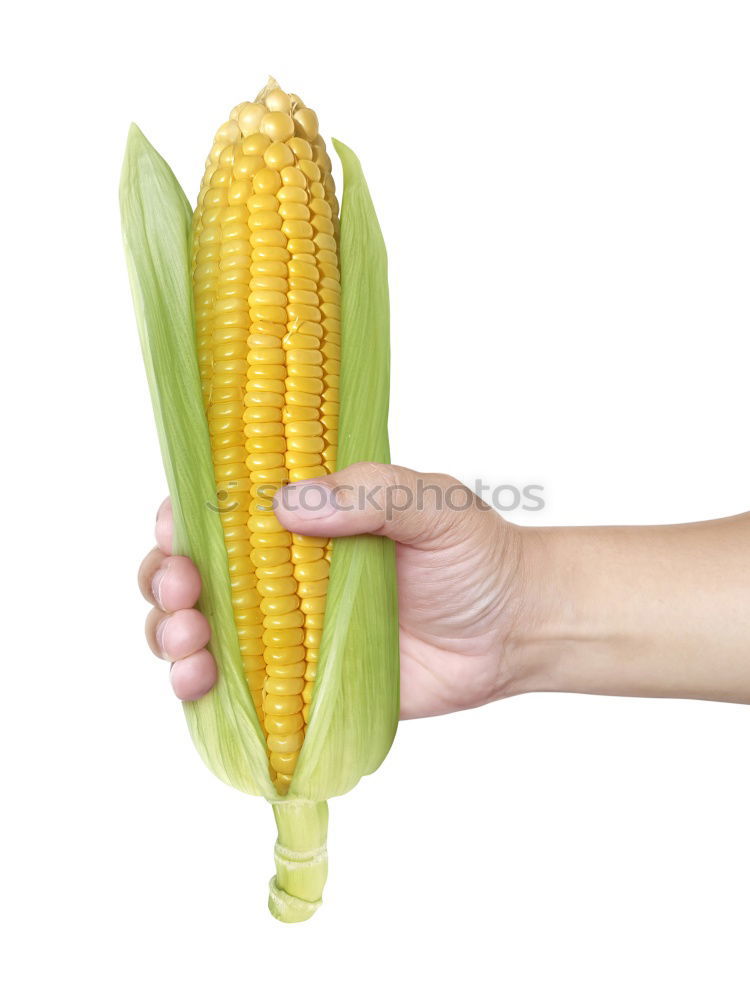 Similar – Image, Stock Photo poppcorn Piston Corn cob