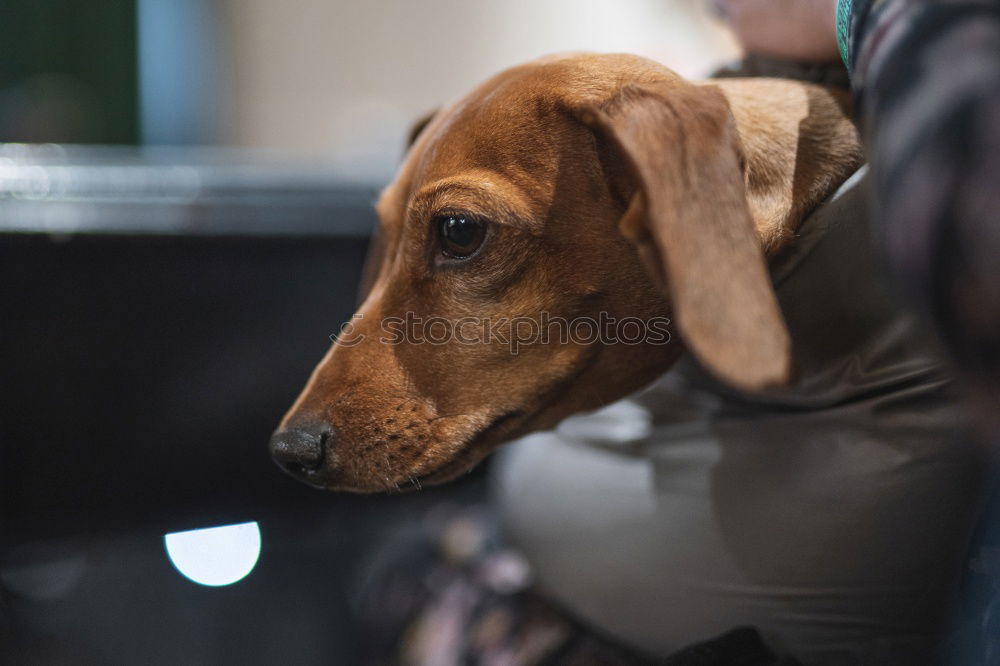 White smiling girl holing her dog in the arms