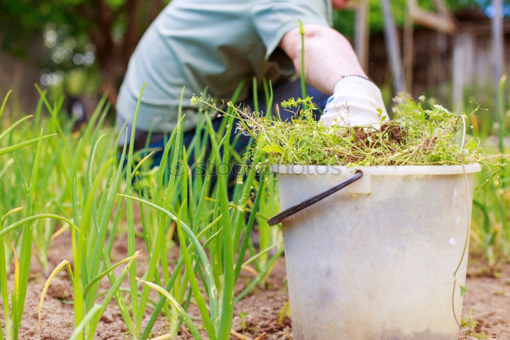 Similar – Picking radishes in the garden