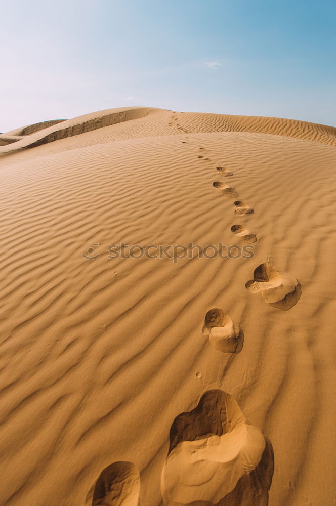 Similar – Image, Stock Photo bear cactus Art