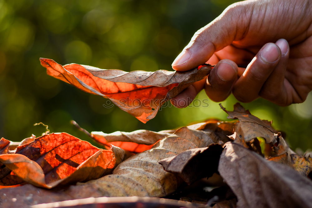 Similar – Image, Stock Photo autumn treasures Infancy