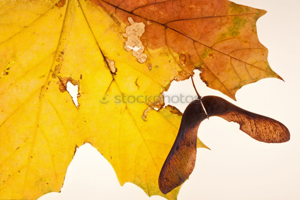 Similar – Image, Stock Photo Autumn leaves Beautiful