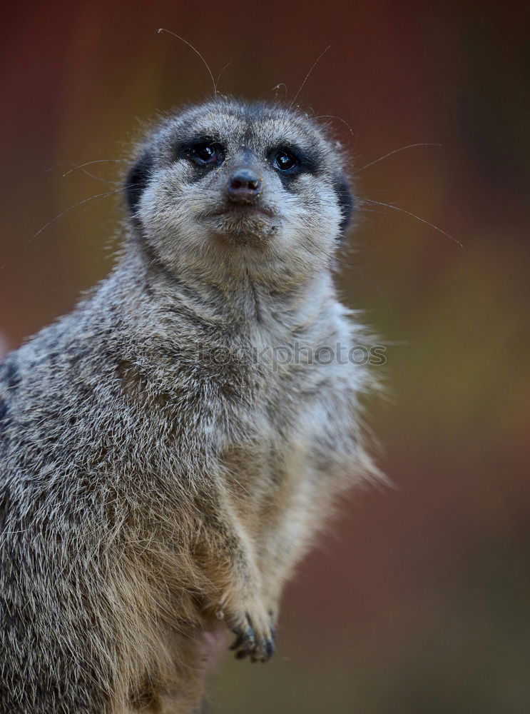 Similar – Foto Bild Gestatten, Hörnchen. Tier