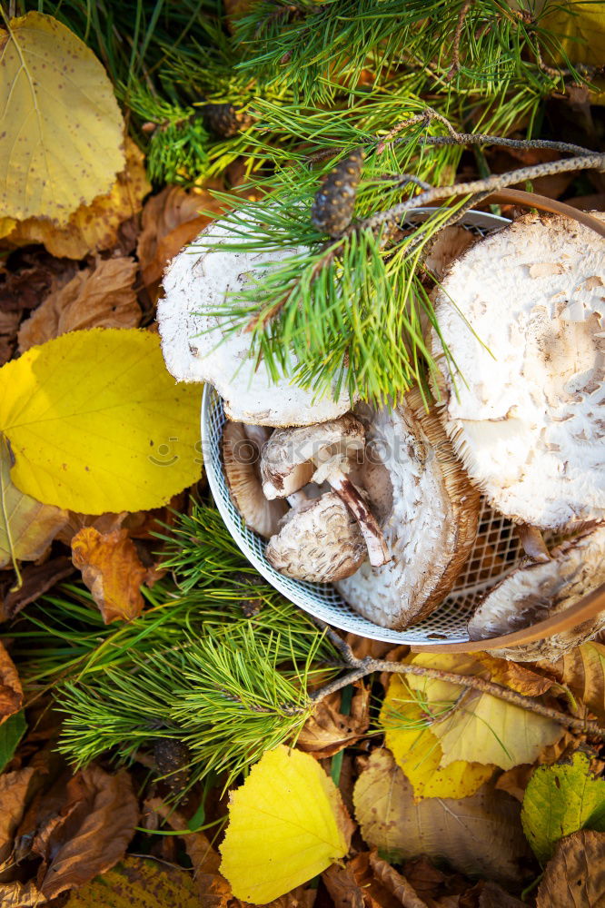 Similar – Image, Stock Photo chestnut Hiking