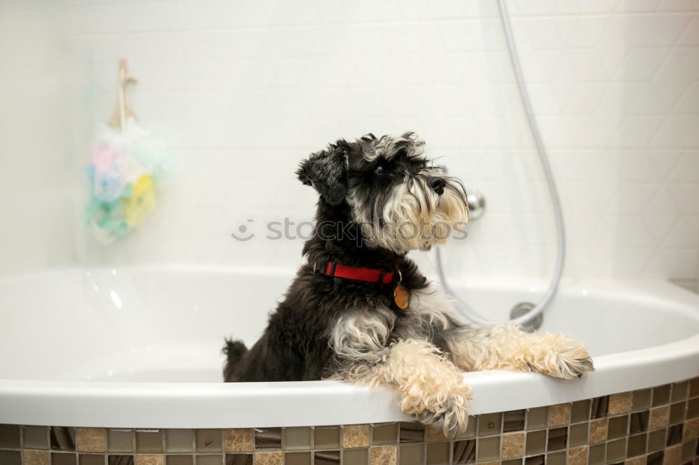 Similar – Wet dog Dog Bathtub Eyes