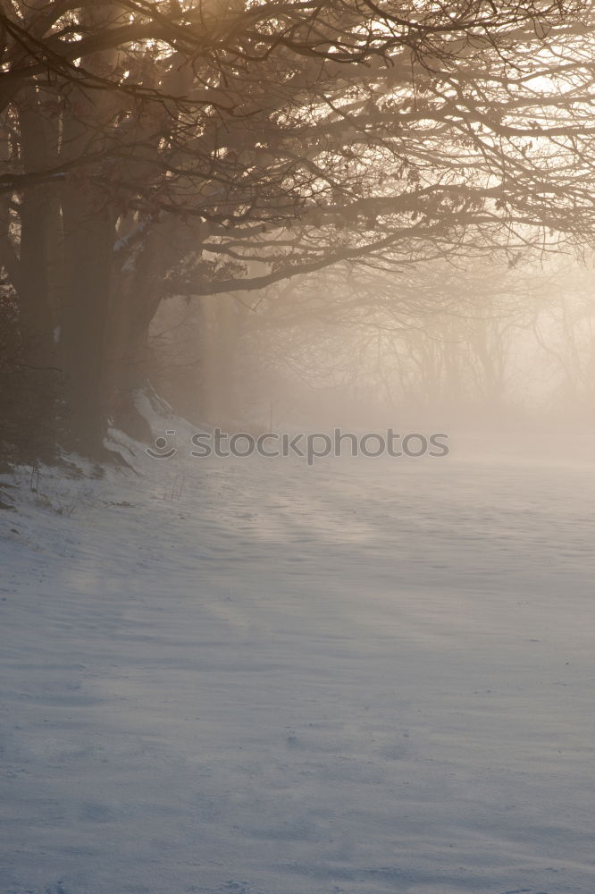 Similar – Tracks behind me Snow