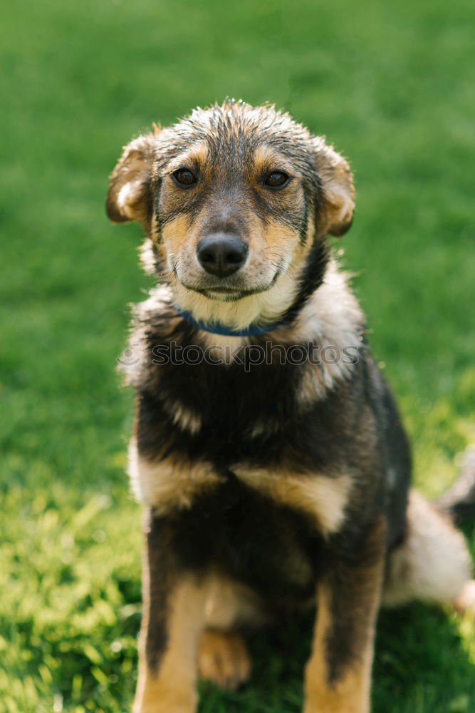 Similar – Image, Stock Photo Dog on leash Joy