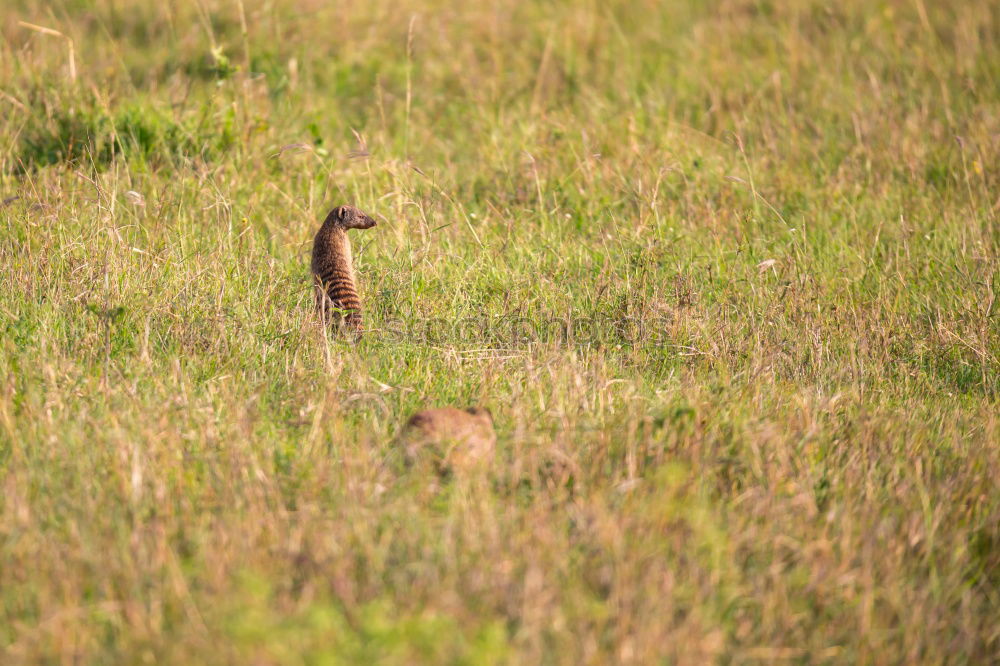 Similar – Deer! Environment Nature