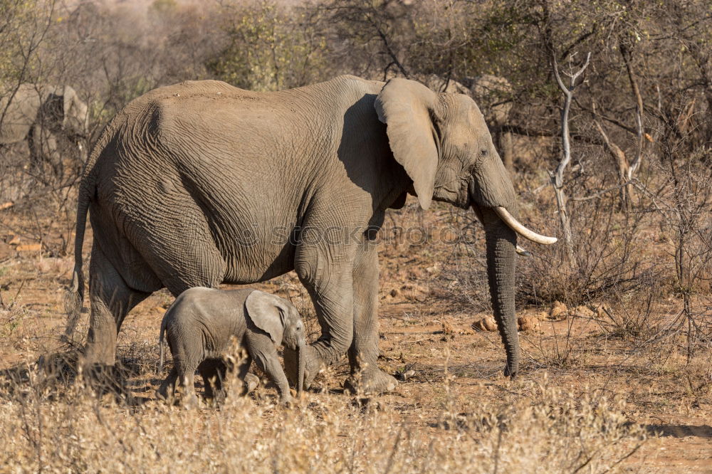 Similar – Image, Stock Photo Elephants in the addo elephant national park