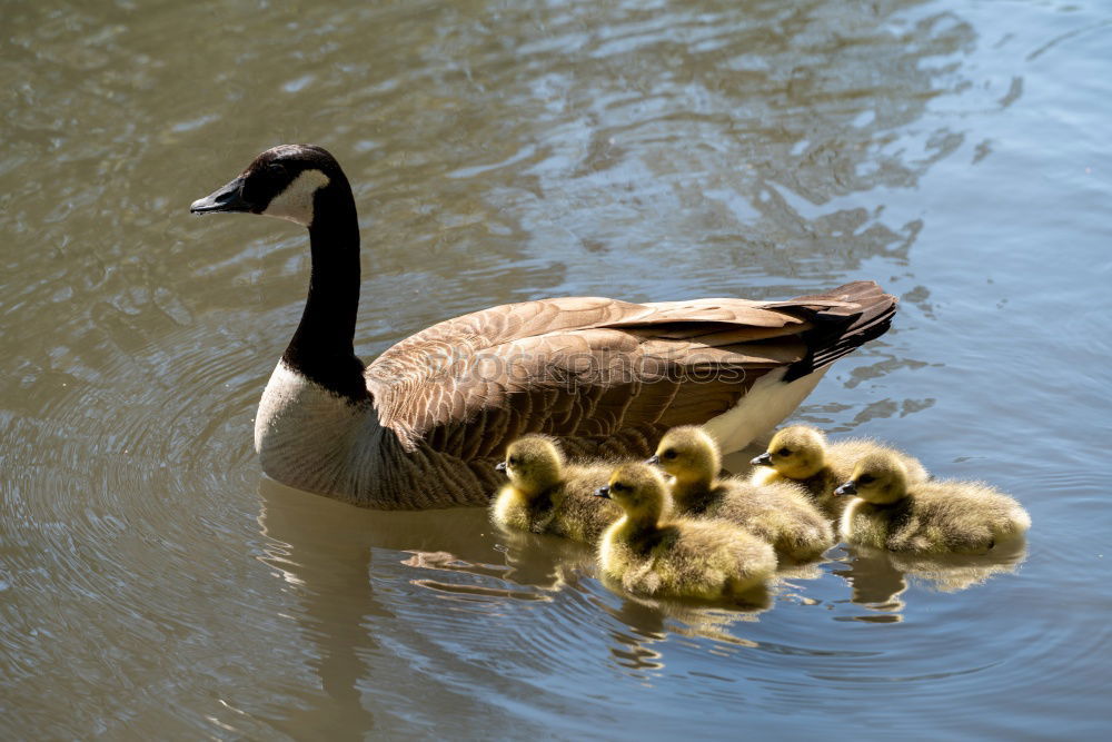 Similar – Sonntagsspaziergang Umwelt