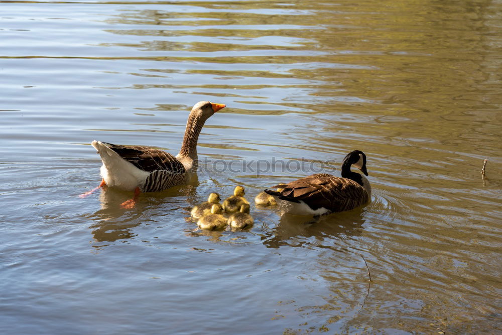 Similar – Sonntagsspaziergang Umwelt