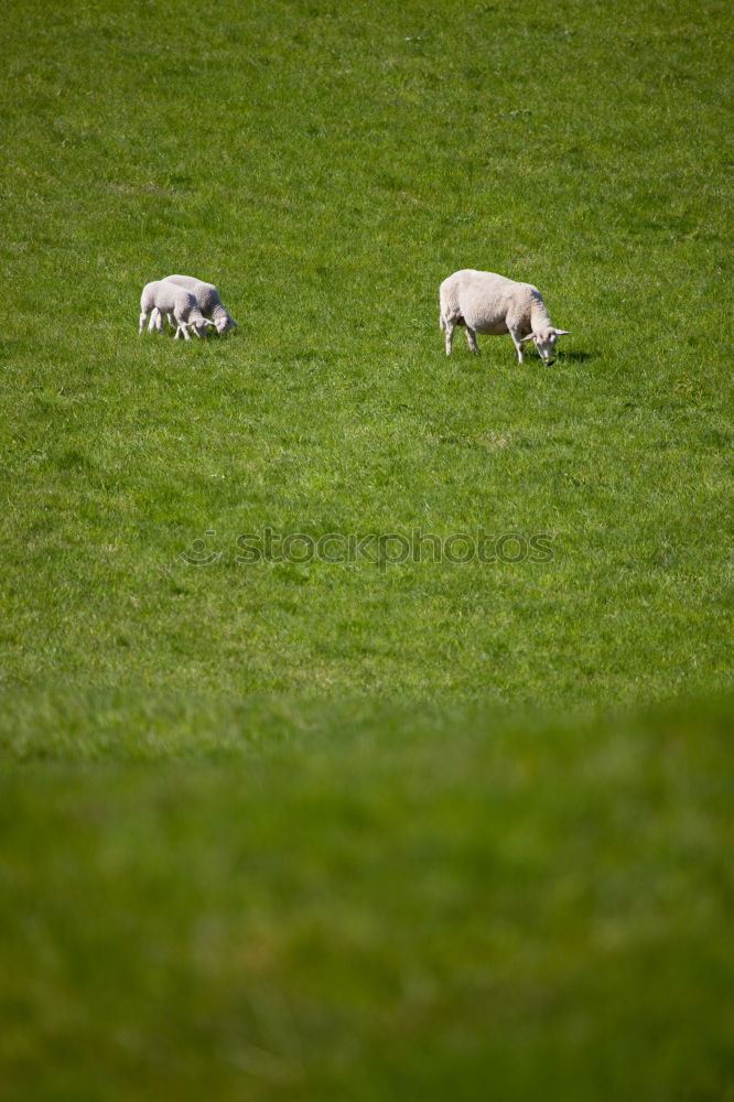 Similar – Giants on the Rhine meadows