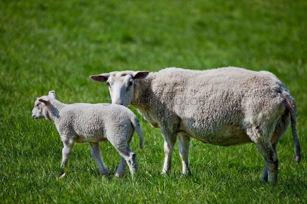 Similar – The sheep sees the camera