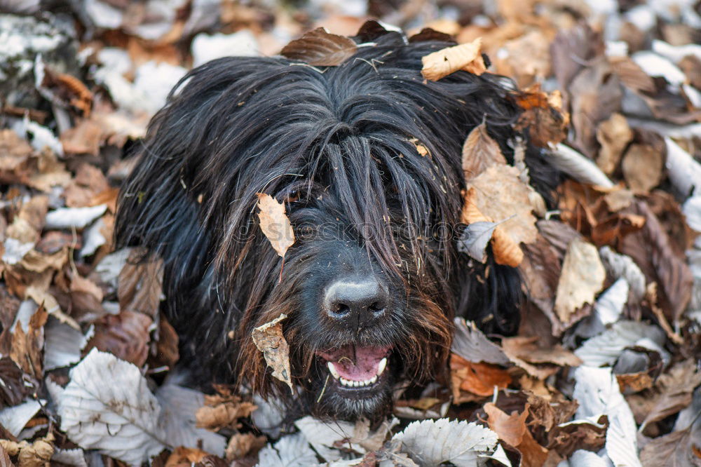 Similar – Image, Stock Photo autumn foliage Joy Animal