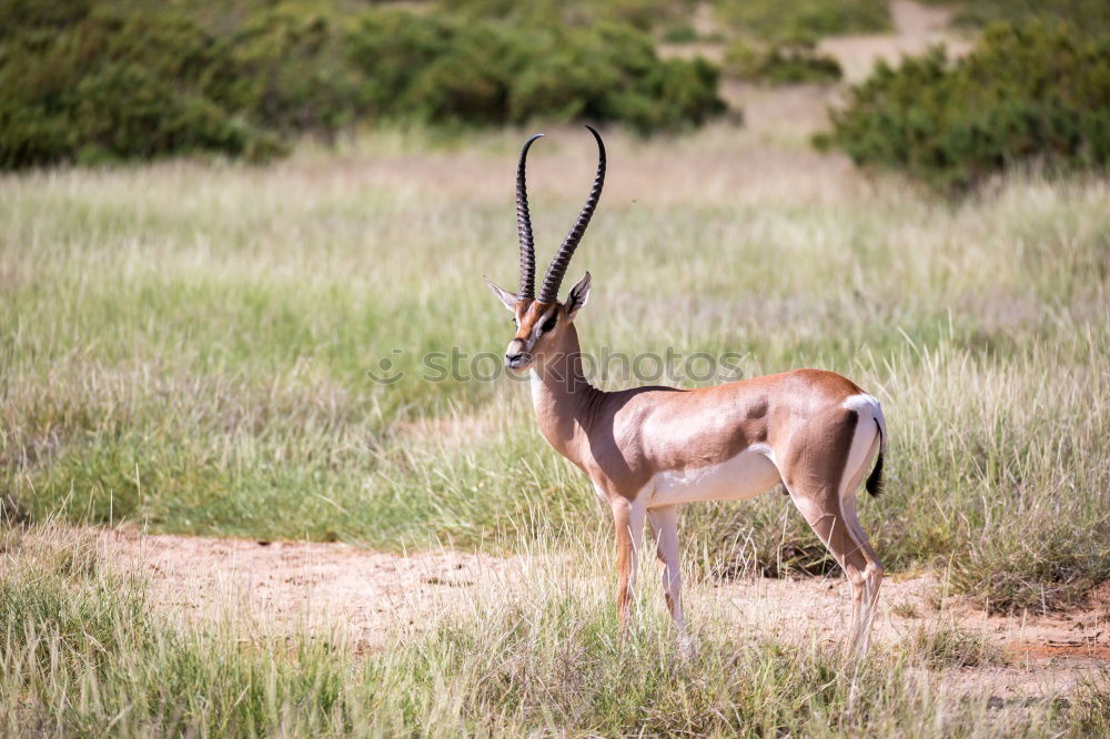 Similar – Image, Stock Photo kudu Kudu Animal Adventure