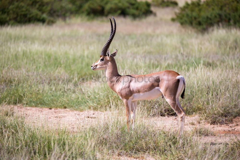 Similar – Image, Stock Photo kudu Kudu Animal Adventure