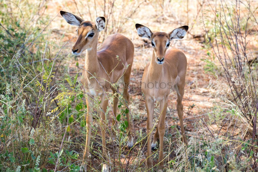 Similar – Image, Stock Photo graces Animal Wild animal