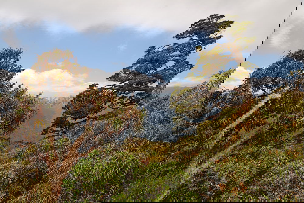 Similar – Image, Stock Photo Under juniper bushes