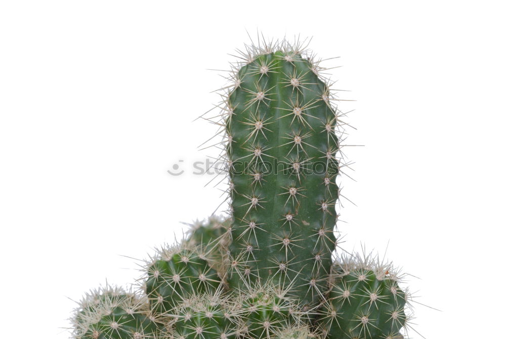 Similar – crafted Plant Cactus