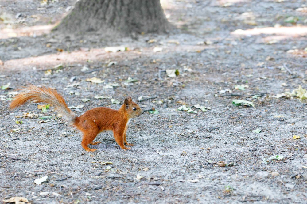 Similar – photobeagle Eichhörnchen