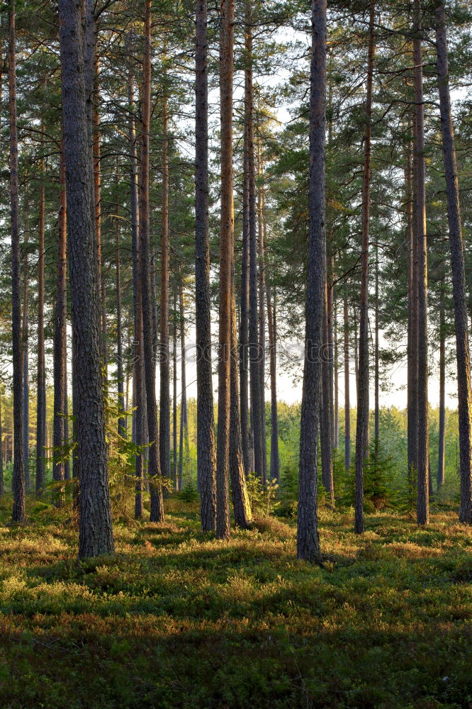 Swedish sun Nature Plant