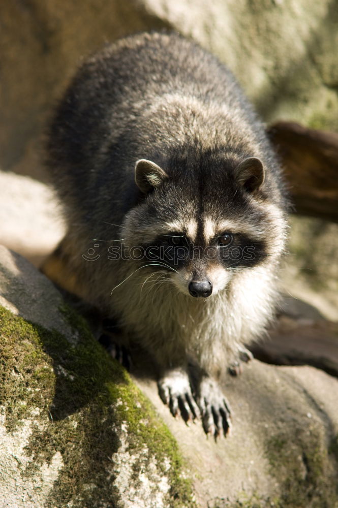 Similar – Auf dem Laufsteg Otter